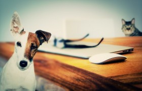 Izglasan novi Zakon o zaštiti životinja