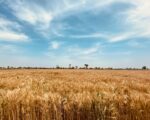 HBOR – Obrtna sredstva za poljoprivredu i preradu