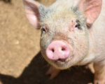 Povećanje sredstava potpore za nadoknadu gubitka uslijed naređenih mjera za suzbijanje afričke svinjske kuge