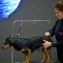 Više od 200 predstavnika brzorastućeg zanimanja najavilo dolazak u Zagreb