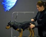 Više od 200 predstavnika brzorastućeg zanimanja najavilo dolazak u Zagreb